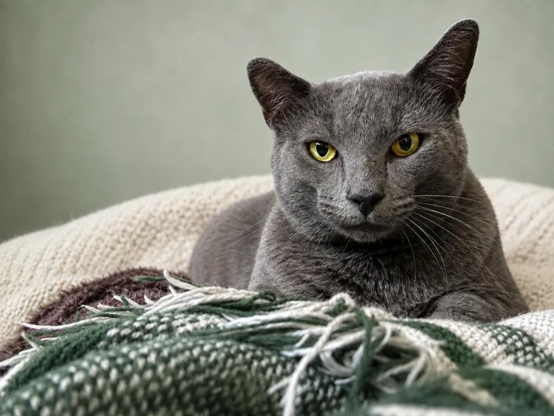 A young medium-sized male Gray / Blue / Silver Domestic Short Hair cat named Meet GoodmanBiscuit Making Professional for adoption in Laurel, MD