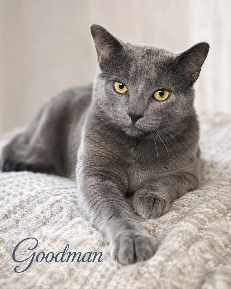 Meet GoodmanBiscuit Making Professional thumbnail 5