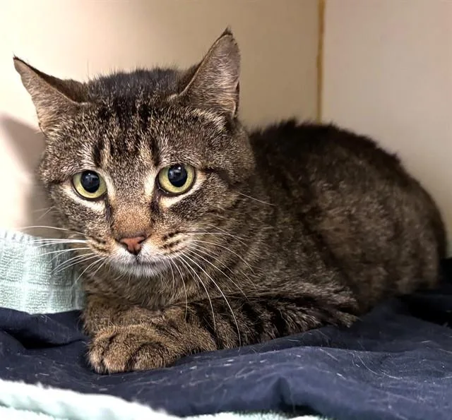 An adult medium-sized female Domestic Short Hair cat named Trinity for adoption in Dedham, MA
