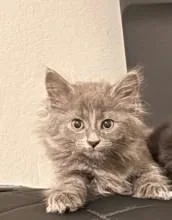 A baby small-sized female Domestic Medium Hair cat named Gazela for adoption in Fairfax, VA