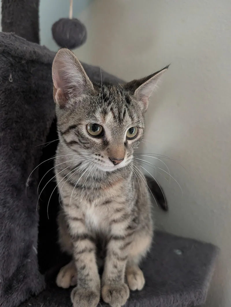 A baby medium-sized female Domestic Short Hair cat named Louise for adoption in Tampa, FL