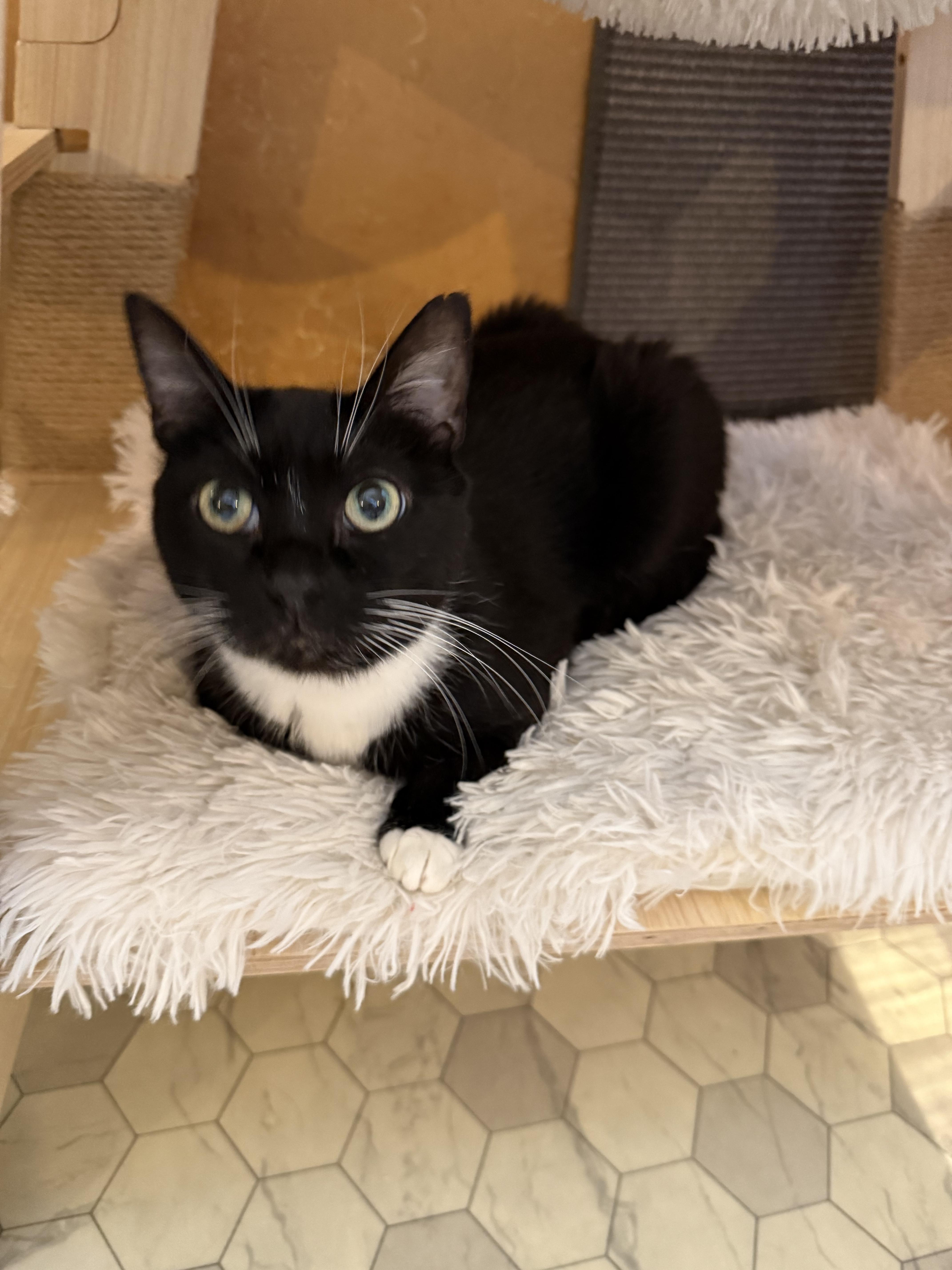An adult medium-sized female Domestic Short Hair cat named Fantine for adoption in Mist, OR