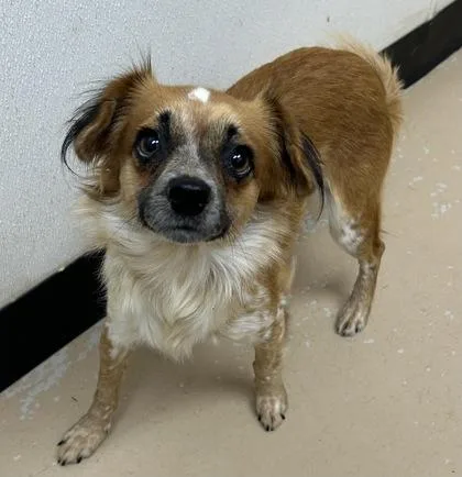 An adult small-sized female Shepherd dog named Bonzai for adoption in Phoenix, AZ