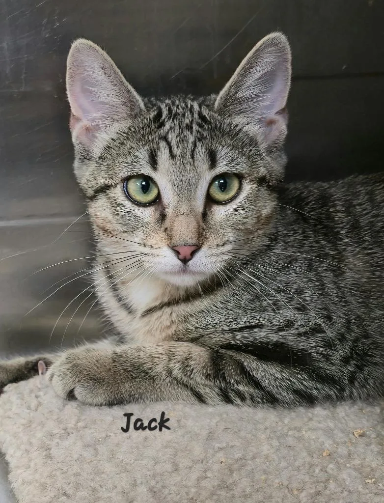 A baby medium-sized female Domestic Short Hair cat named Jackie Jill for adoption in Cedar Rapids, IA