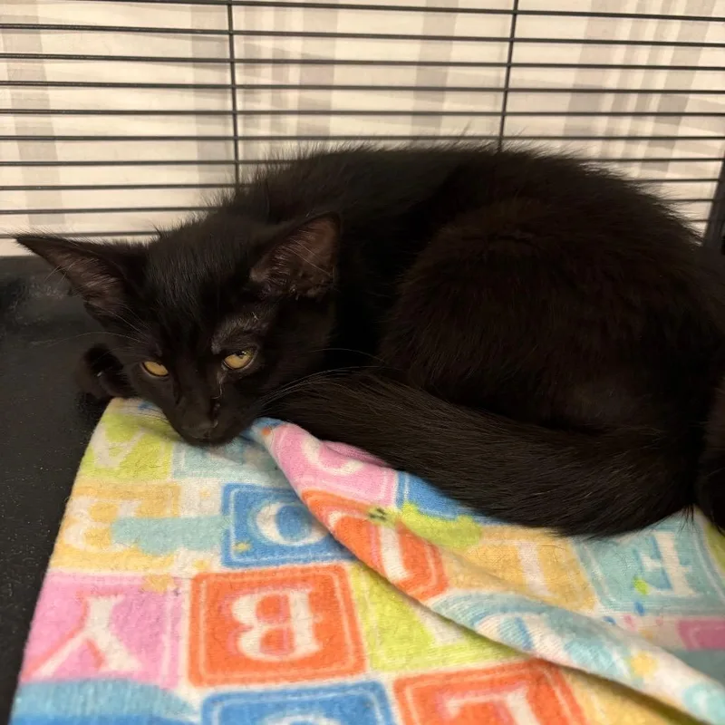 A baby small-sized male Black Domestic Medium Hair cat named Willie for adoption in Monroe, MI