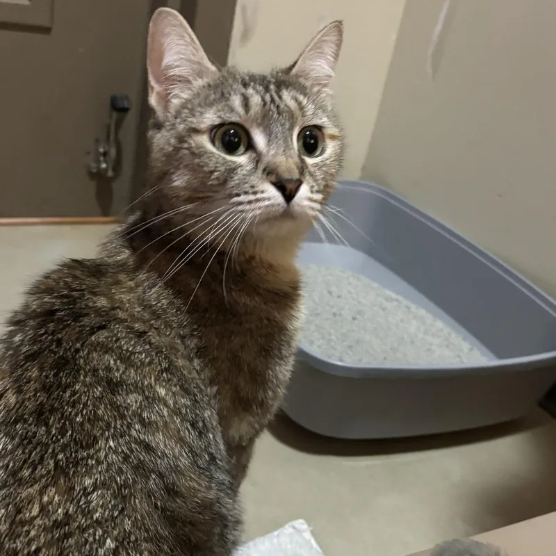 An adult medium-sized female Domestic Short Hair cat named Vanilla for adoption in Baltimore, MD
