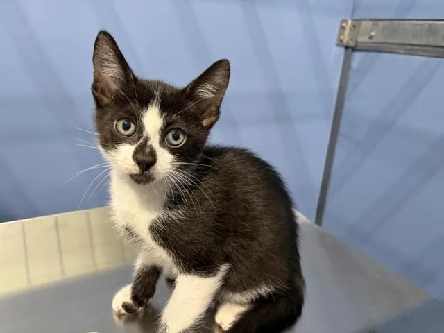 A baby small-sized male Domestic Short Hair cat named Baymax for adoption in San Bernardino, CA