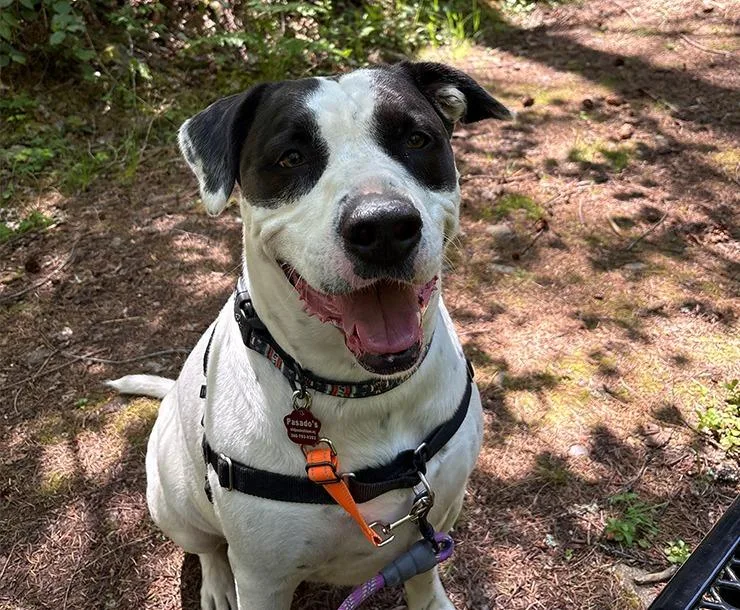 Montague thumbnail 2