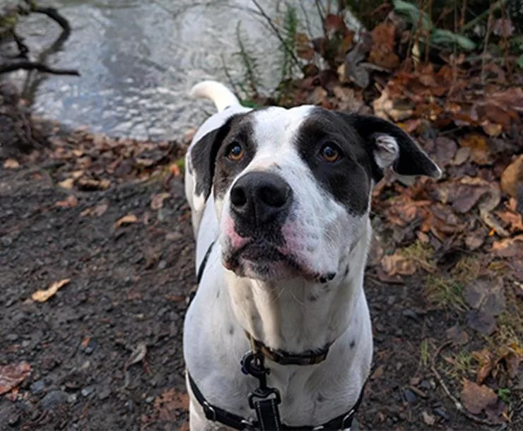 Montague thumbnail 3