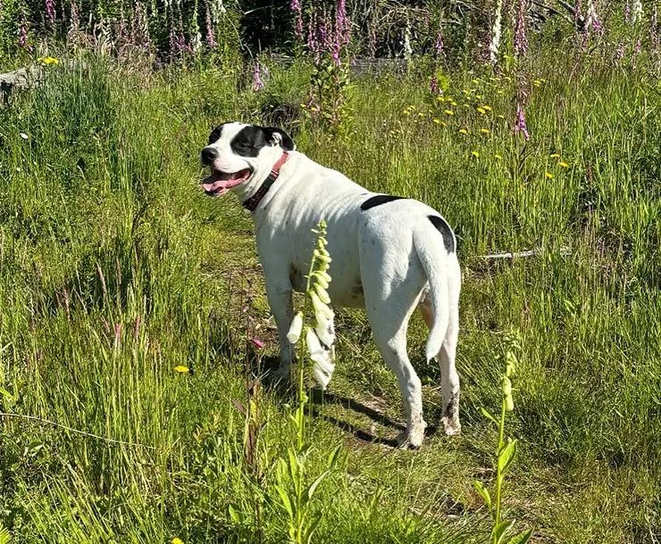 Montague thumbnail 4