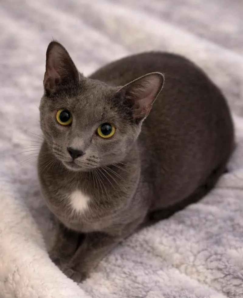 A baby small-sized female Domestic Short Hair cat named Cashmere for adoption in Ewing, NJ