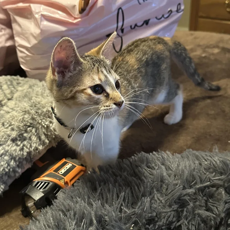 A baby medium-sized female Tabby (Brown / Chocolate) Domestic Short Hair cat named Tydy for adoption in Tuttle, OK