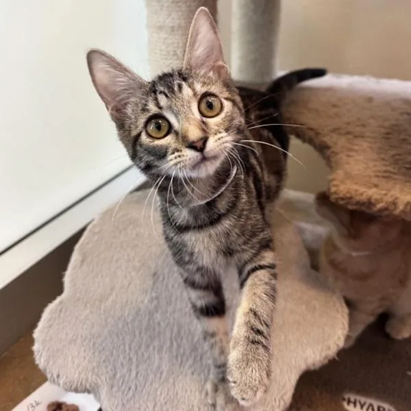 A baby medium-sized female Domestic Short Hair cat named Webkins for adoption in Walnut Creek, CA