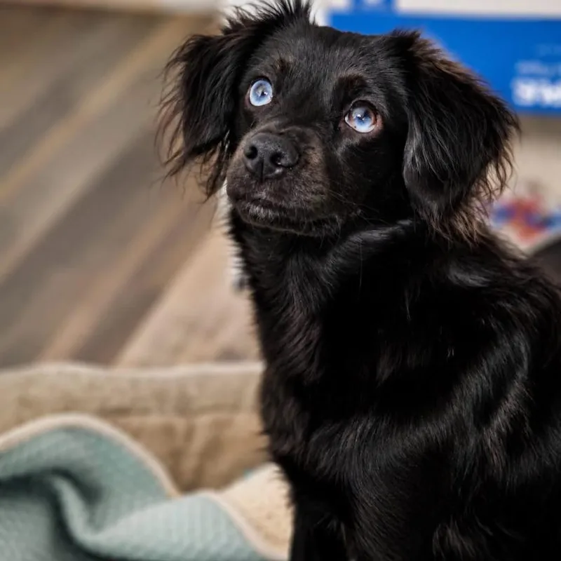 A young small-sized female Chihuahua dog named Sammi for adoption in Philadelphia, PA
