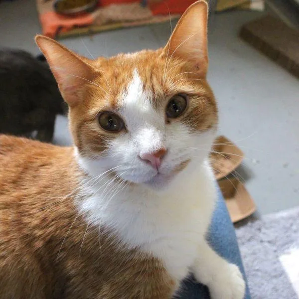 Ashe Bonded Buddy