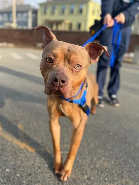 An adult medium-sized male Pit Bull Terrier dog named Amaru for adoption in Boston, MA