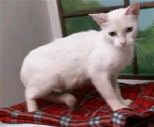A young medium-sized female Domestic Short Hair cat named Avery for adoption in Houston, TX