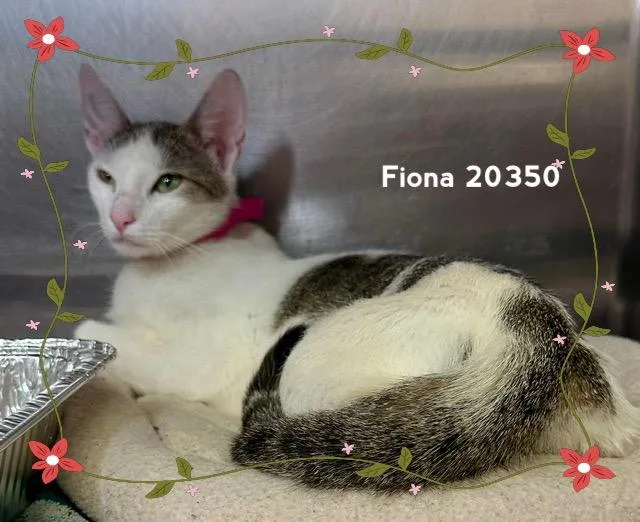A young medium-sized female White Domestic Short Hair cat named Fiona for adoption in Marietta, GA