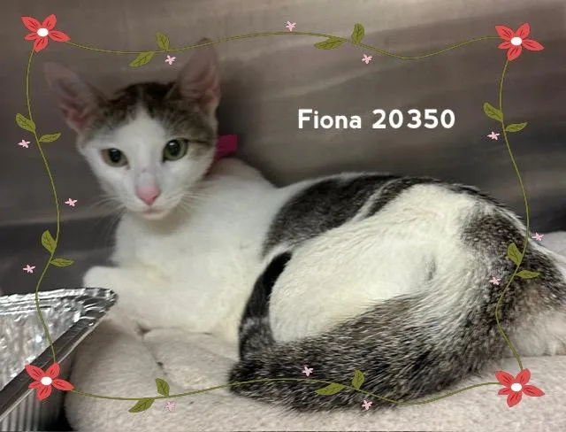 Fiona thumbnail 2