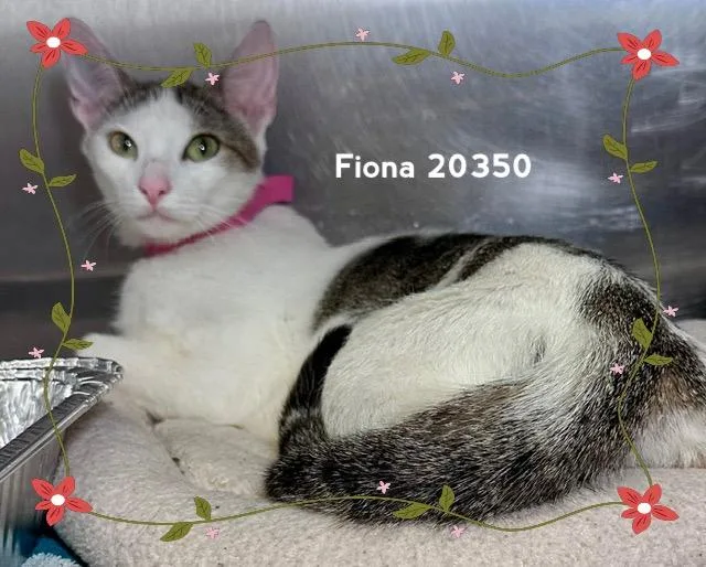 Fiona thumbnail 3