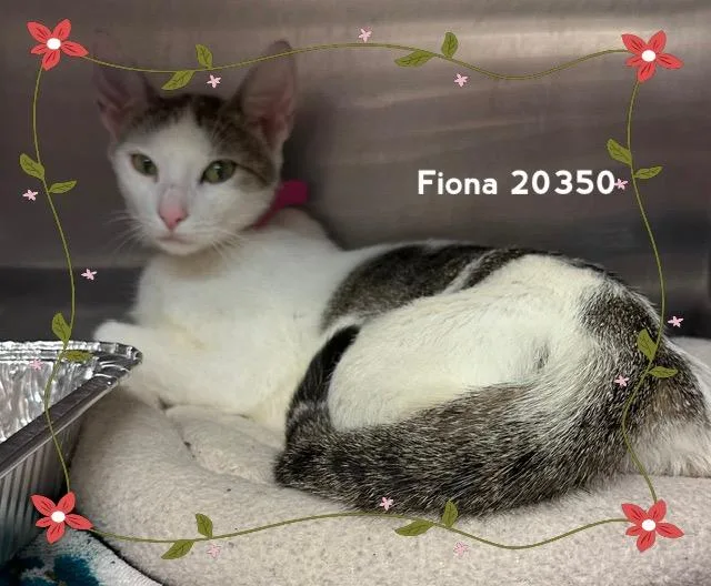 Fiona thumbnail 4