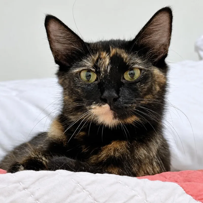 A young small-sized female Black Domestic Short Hair cat named Pastry Chef for adoption in Austin, TX