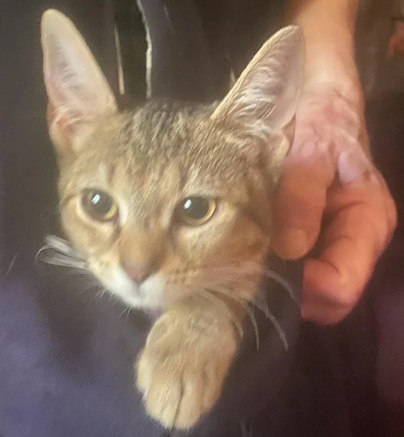 A baby medium-sized male Tabby cat named Tiger for adoption in Columbia, SC