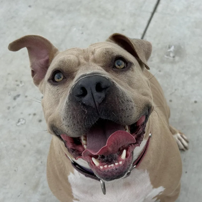 Dozer