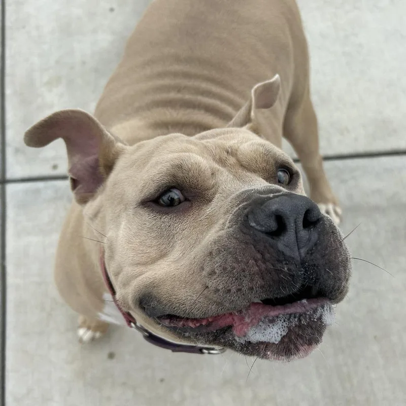 Dozer thumbnail 2