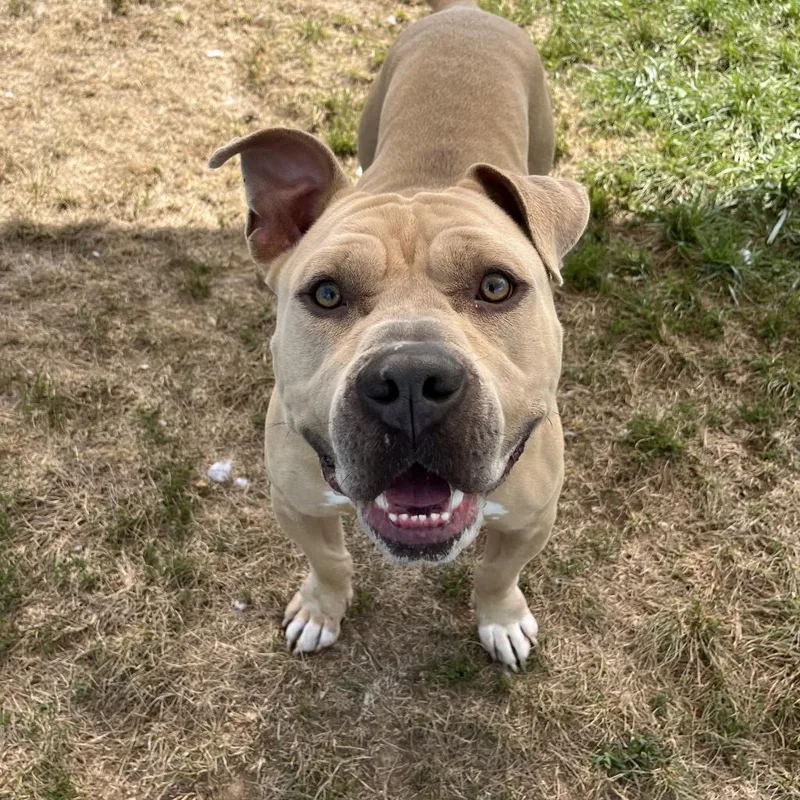 Dozer thumbnail 3