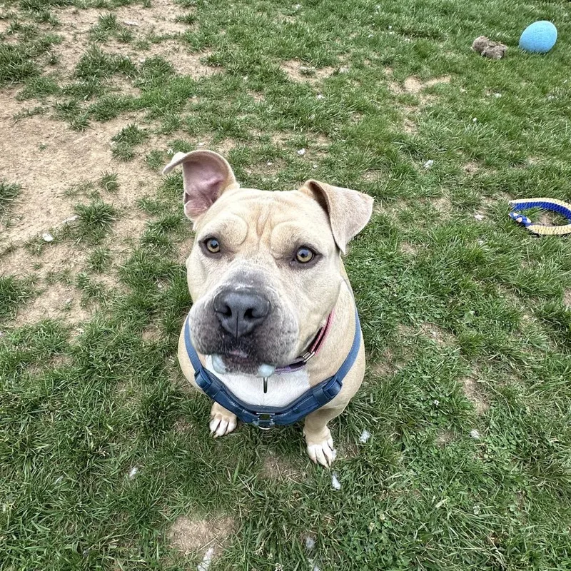 Dozer thumbnail 5