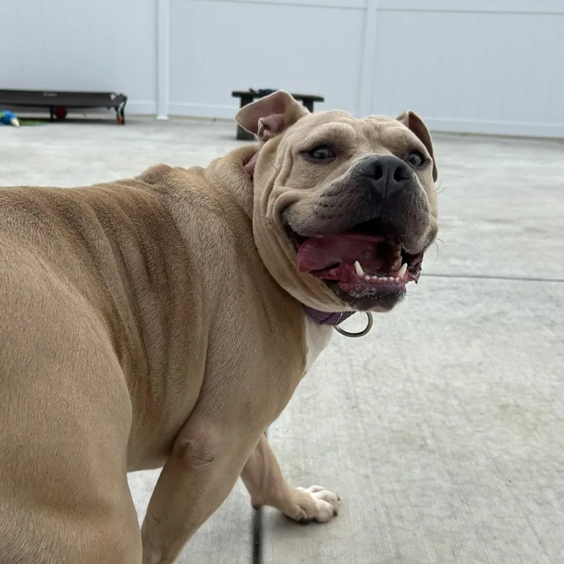 Dozer thumbnail 6