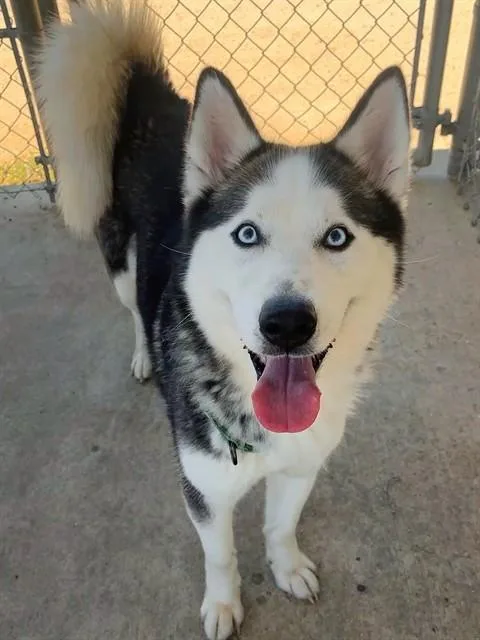 An adult large-sized female Siberian Husky dog named Shadow for adoption in Sacramento, CA