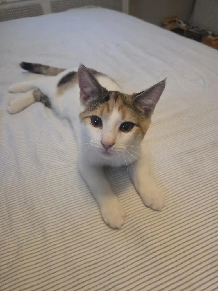 A baby small-sized female Orange & White Domestic Short Hair cat named Rosalina for adoption in Henrico, VA