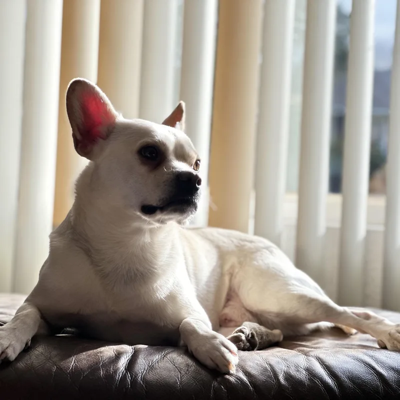 An adult small-sized male White / Cream French Bulldog dog named Stitch for adoption in Tacoma, WA