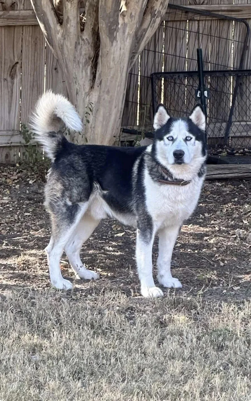 An adult large-sized male Alaskan Malamute dog named Odin for adoption in Fort Worth, TX