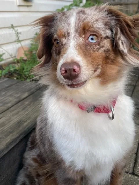 A young small-sized female Merle (Red) Australian Shepherd dog named Mouse for adoption in Ringwood, IL