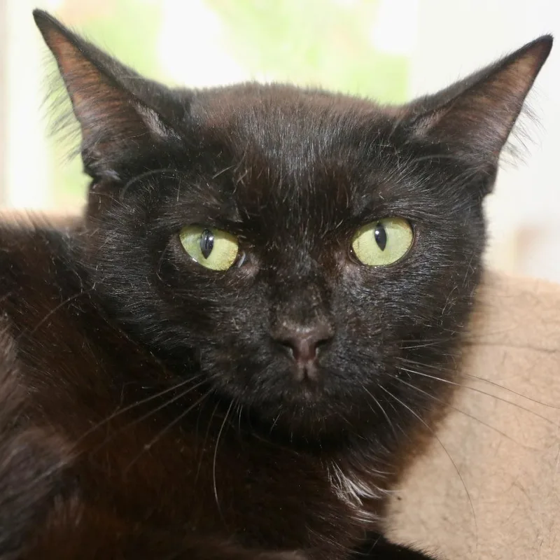 A young medium-sized female Black Domestic Short Hair cat named Misu Mewmew for adoption in Allentown, PA