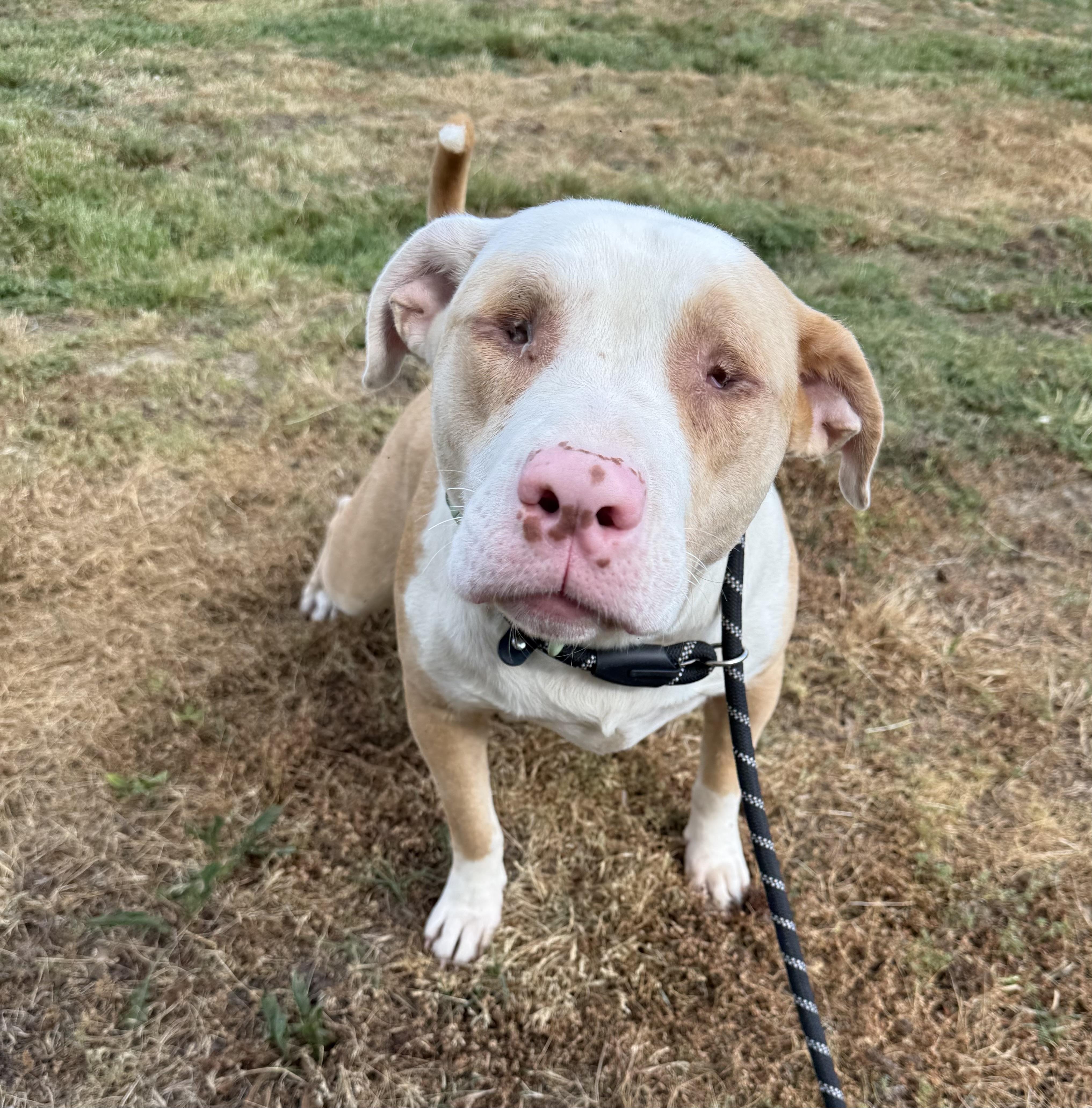 An adult medium-sized male Mixed Breed dog named Moonie Bestest Blind Boy for adoption in Conway, SC