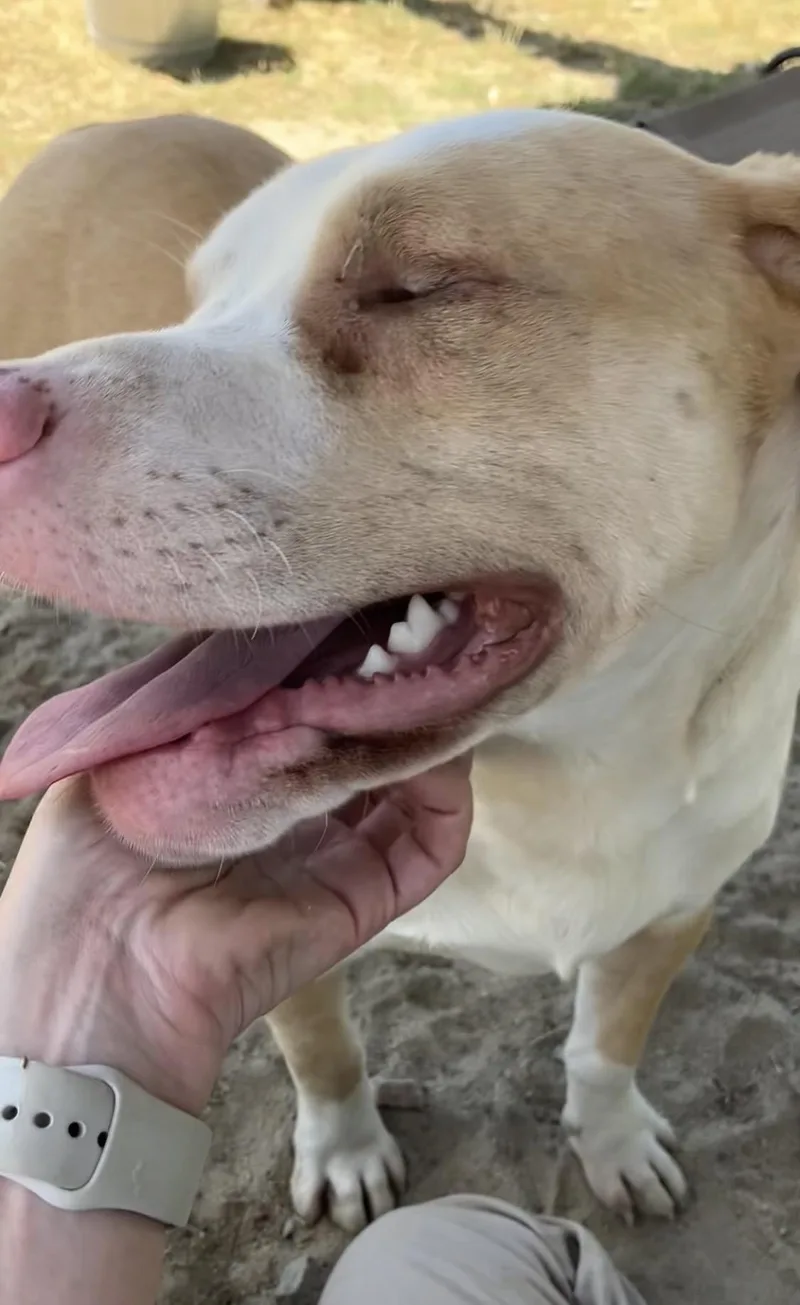 Moonie Bestest Blind Boy thumbnail 4