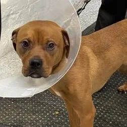 A young medium-sized male Brown / Chocolate Mixed Breed dog named Lewis for adoption in Mentor, OH