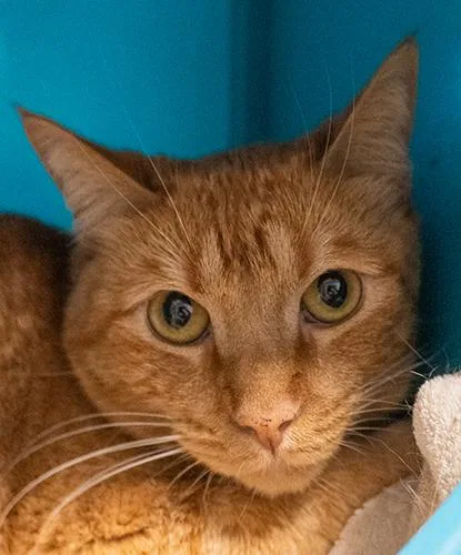 An adult large-sized male Tabby (Orange / Red) Domestic Short Hair cat named Rocket for adoption in Encinitas, CA