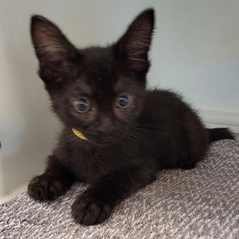 A baby small-sized male Black Domestic Short Hair cat named Leftovers for adoption in Phoenix, AZ