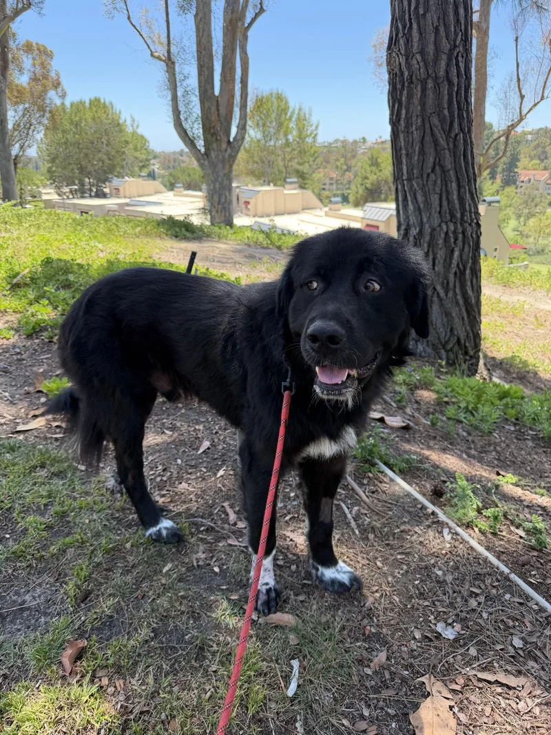 A young extra large-sized male Newfoundland Dog dog named Ben for adoption in Orange, CA