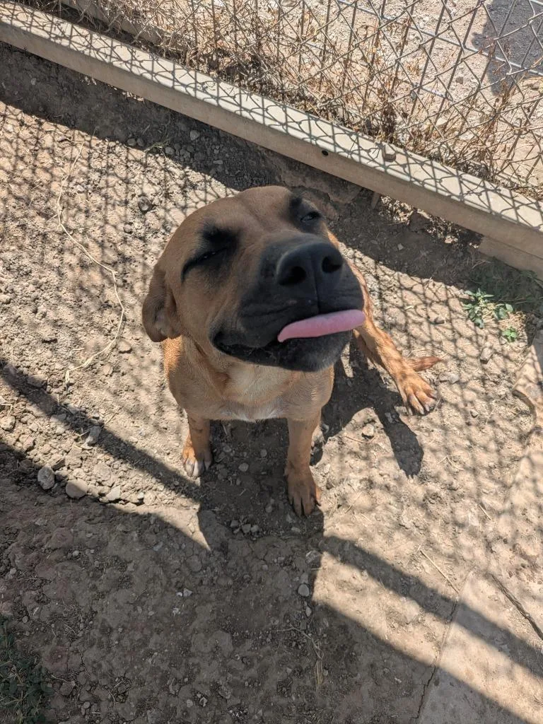A young large-sized female Black Mouth Cur dog named Clair for adoption in Brownwood, TX