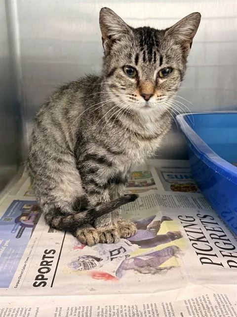 A young medium-sized female Domestic Short Hair cat named Tiney for adoption in Corpus Christi, TX
