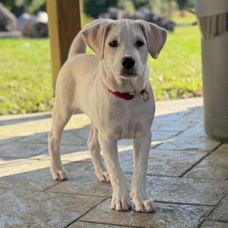 A baby medium-sized male Labrador Retriever dog named Goose for adoption in Philadelphia, PA