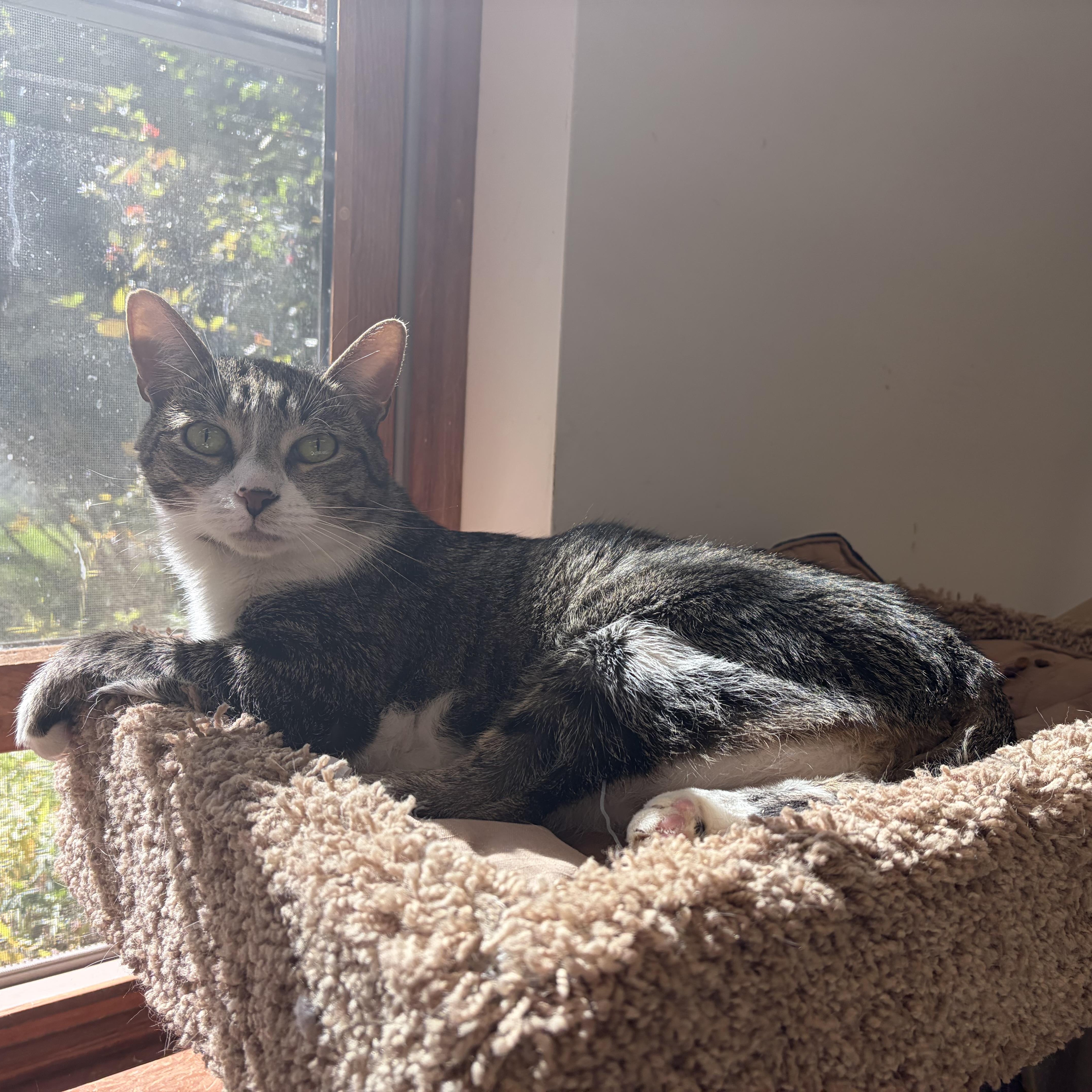 An adult medium-sized male Tabby (Brown / Chocolate) Domestic Short Hair cat named Whiskers for adoption in Southold, NY