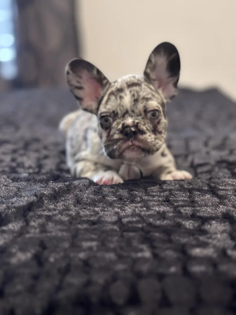 A baby small-sized male Harlequin French Bulldog dog named Blu for adoption in Hollywood, FL