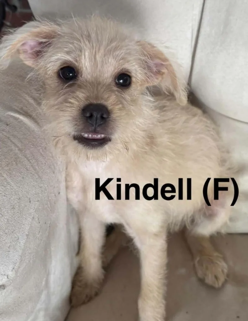 A young small-sized female White / Cream Chihuahua dog named Kindell for adoption in Parma, OH